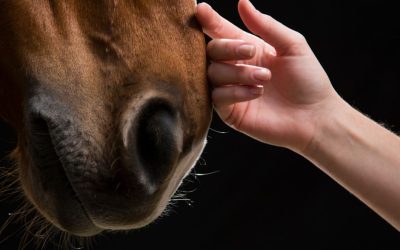 Helsingin toimipiste avoinna ma 9.6 klo. 11.00-14.00
