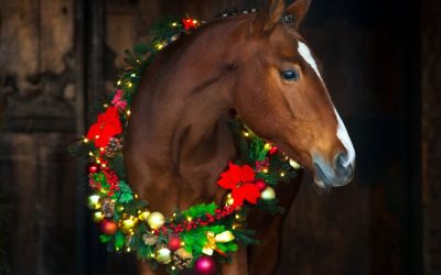 Osta satula joulukuussa – saat lahjakortin